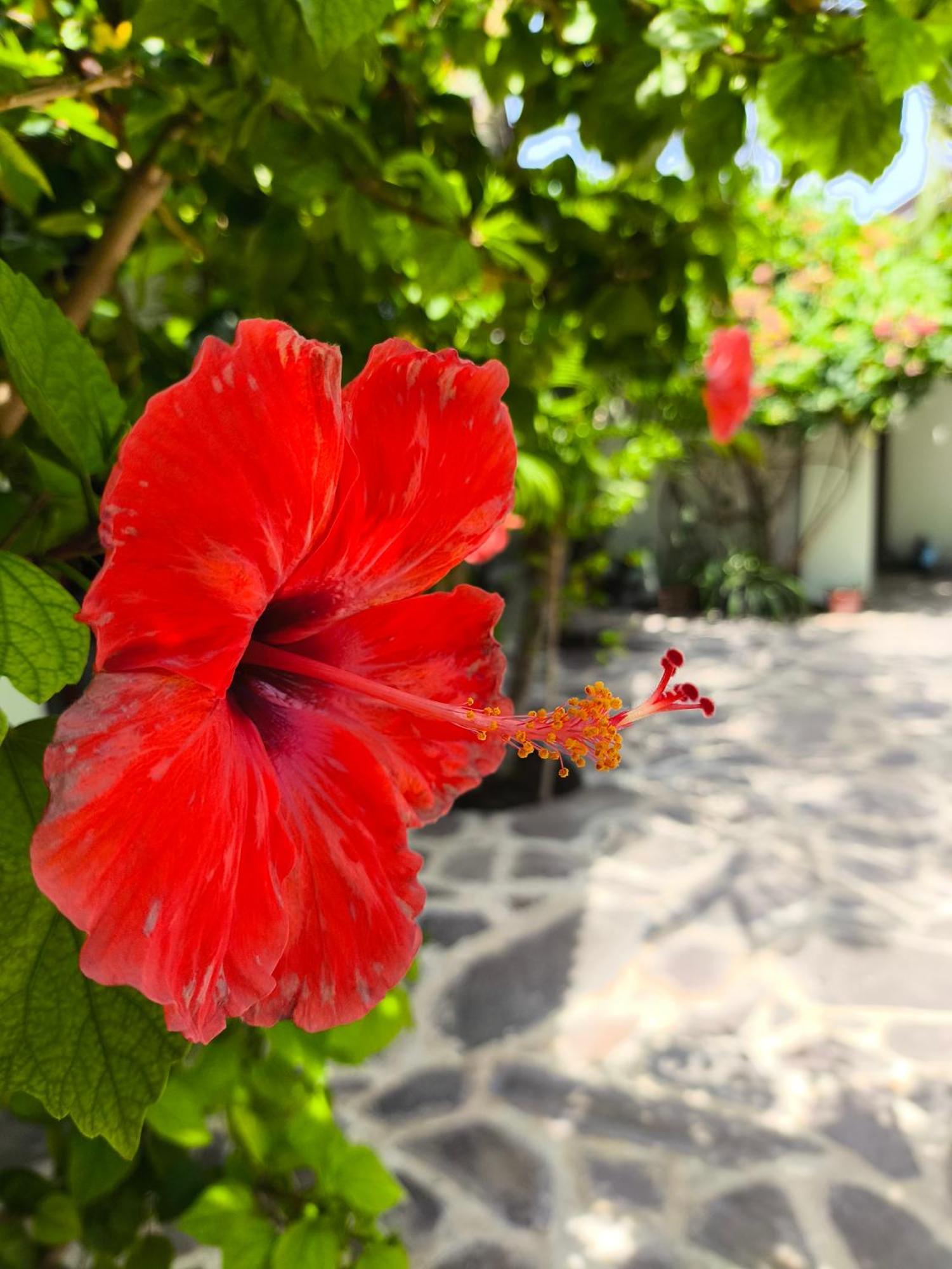 Gili Mesari Cottages & Homestay Гили Траванган Экстерьер фото